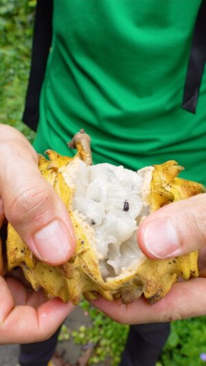 Mark Wiens Instagram - Kashima (wild custard apple), right off the tree in #Trinidad - overflowing with juiciness! #visittrinidad @booktrinidad