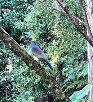 Martin Henderson Instagram - Soakin’ in the green of NZ bush. And blessed by the presence of a Kererū (New Zealand Wood Pigeon). I love to be immersed in the simple yet overflowing abundance of nature. It heals. It inspires. Thank you for all the kind messages of late. Love you guys x