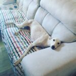 Martita de Graná Instagram - Os presento a Tyra.😁🍀 La nueva miembro de mi family. Es una galguita joven que encontramos abandonada, muy cansada, con garrapatas y otros animales en su bonito body, con la piel malita y sobretodo hambrienta y muerta de sed.😤 Ahora tiene una casa donde está feliz, recuperándose y donde va a ser muy amada. Y yo más contenta que unas pascuas. Ya te quiero Tyra. 💜💜💜 Adopta! No compres!