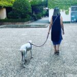 Martita de Graná Instagram - Os presento a Tyra.😁🍀 La nueva miembro de mi family. Es una galguita joven que encontramos abandonada, muy cansada, con garrapatas y otros animales en su bonito body, con la piel malita y sobretodo hambrienta y muerta de sed.😤 Ahora tiene una casa donde está feliz, recuperándose y donde va a ser muy amada. Y yo más contenta que unas pascuas. Ya te quiero Tyra. 💜💜💜 Adopta! No compres!