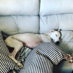 Martita de Graná Instagram - Os presento a Tyra.😁🍀 La nueva miembro de mi family. Es una galguita joven que encontramos abandonada, muy cansada, con garrapatas y otros animales en su bonito body, con la piel malita y sobretodo hambrienta y muerta de sed.😤 Ahora tiene una casa donde está feliz, recuperándose y donde va a ser muy amada. Y yo más contenta que unas pascuas. Ya te quiero Tyra. 💜💜💜 Adopta! No compres!