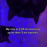 Matt McGorry Instagram - I don’t have cats but if I did they would warm up to Sean Paul. Repost @dontstopmeowing ・・・ This is exactly how it goes down too 🤣 @bisendothecat #explore #funny #fun #cat #dance #instagram #instagood #love #happy #cute “