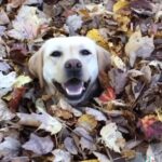 Matt McGorry Instagram - Me the second that crispy crisp air hits me skin @dognamedstella
