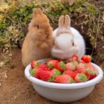 Matt McGorry Instagram - This could be us but you human. 🐰 An invitation to lean into a moment of breath and softness. Repost @naturre