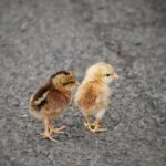 Matthew Daddario Instagram - Two chicks w/ cute butts
