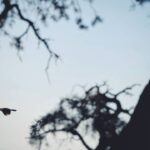 Matthew Daddario Instagram - Bird