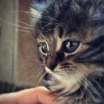 Matthew Daddario Instagram - Esther reflects on Stella. #B&EtotakephotoswithkittensorryAlberto