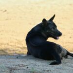 Matthew Daddario Instagram - Phu Quoc dog takes a break from digging.