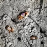 Matthew Daddario Instagram - Three non-drab fiddler crabs confab.