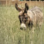 Matthew Daddario Instagram - Donkeys look like rabbit horses.