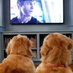 Matthew Daddario Instagram - Thanks to @jbonebrenner for being humane and giving Daisy and Clarabelle what all dogs want: #shadowhunters