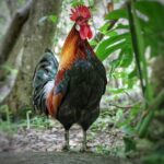 Matthew Daddario Instagram - Sing it, rooster man. @eskim0oo