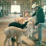 Matthew Daddario Instagram - A pack-a alpaca. Note: some alpaca do not appreciate head pats