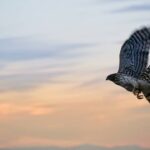 Matthew Daddario Instagram - Flap flap flap. Sharp shinned hawk.