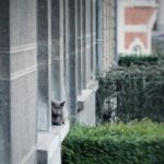 Matthew Daddario Instagram - Belgian cat.