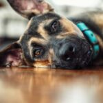 Matthew Daddario Instagram - Sophie loves fetch and is fun to pet. Good dog facts.