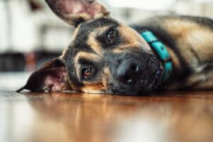 Matthew Daddario Instagram - Sophie loves fetch and is fun to pet. Good dog facts.