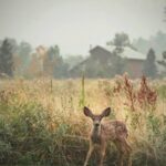 Matthew Daddario Instagram - Baby mule deer