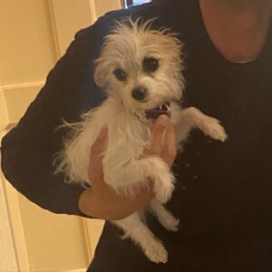 Matthew Gray Gubler Instagram - it took two strong irishmen and a crowbar to pry this bundle of fluff from my arms 💜