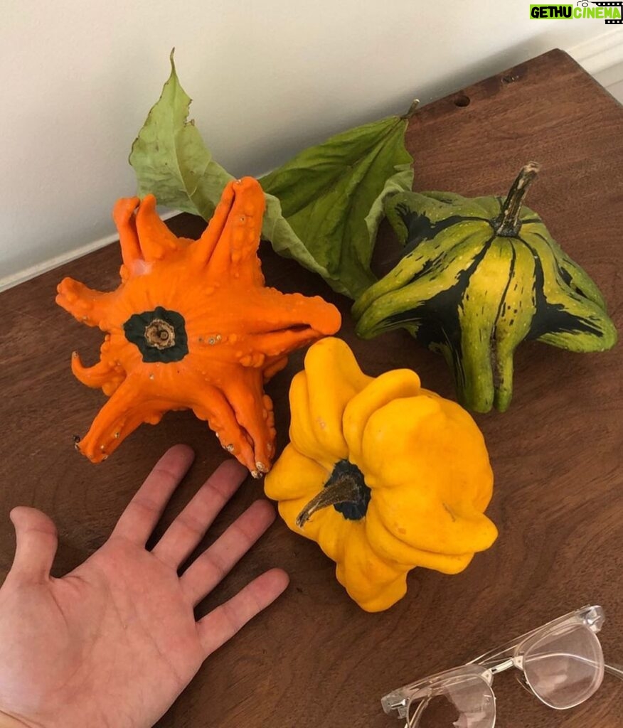 Matthew Gray Gubler Instagram - “the only thing better than 1 gourd on your hand is 3 gourds on your table.” - Gourd Boy Magazine @gourdboymagazineinc