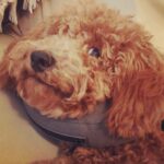 Matthew Lewis Instagram - Have you had an accident that wasn’t your fault? Call now. #onthemend #sickpup