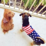 Matthew Lewis Instagram - 🇬🇧: Why don't you stop being so loud and sit down like me? 🇺🇸: Why don't you stop telling me what to do? My dogs, performing their interpretation of the Declaration of Independence. Happy 4th of July, American family, friends & followers! X