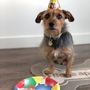 Matthew Lewis Instagram - One year since we got this little bastard. This was his 1st birthday in January. His sister was the only guest. He has no other friends. Because he’s a bastard. And I wouldn’t have him any other way.