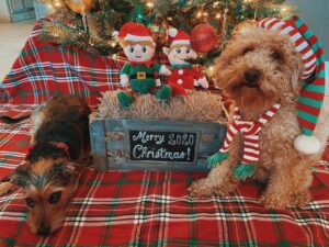 Matthew Lewis Instagram - 🐶🎄