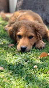 Maura Rivera Instagram - Hice este video para que conozcan cómo llegó y cómo está nuestro SIMBA 🐶 Y No se si es la canción o su historia pero me emociona mucho verlo 🥺😢 La decisión más hermosa ,una vez más graciasss!!!!! @ayudacallejeros y @markgonzalez11 porque la decisión no fue solo mía ❤️ ojalá esta história sirva para que se motiven adoptar Cuando me preguntan qué raza es digo con orgullo “ninguna es adoptado”