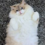 Maura Rivera Instagram – Comparte Un Tom de la suerte para que tu vida sea silenciosa y relajada 😂🩵🤍

#gatos #gatotom #relax #adoptanocompres #nocompresadopta #vidadegatos