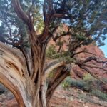 Maxi Iglesias Instagram - Estos días de Pascua aprendí lo que es el "Vortex" Those days in Sedona, I've been thinking and knowing more about energys, rocks,shooting stars and "animal" rocks.."bannaada" "serefe" and other good stuff surrounded by good people..👌🏽 This is a place that inspires, recharges, uplifts, soothes, restores and so much more..I've been said, that for many, the very act of being here provokes a spiritual awakening.. " No one leaves Sedona unchanged" and that it's true. 💚 Thanks Brandon for the plan 💥 Sedona, Arizona