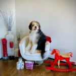 Michael Blakey Instagram - Humphrey’s corner! Sat in his chair guarding his favorite @doctorharveys Chicken Hearts and supplements Treat your dog like family and please don’t forget to give them healthy supplements. After all you adopted them and they deserve only the best … ~~~~~~~~~~ In it to win it ! ~~~~~~~~~~ Beverly Hills, California