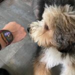 Michael Blakey Instagram - Timepiece Thursday ! Humphrey is learning to tell the time … @wristaficionado Humphrey is asking if you can get him a matching piece… ~~~~~~~~~~ In it to win it ! ~~~~~~~~~~ Beverly Hills, California