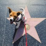 Michelle Pfeiffer Instagram - Meet Dylan's best friend, Freddie. He came from the amazing @perfect_pet_rescue, a non-profit organization that works to rescue and re-home dogs in LA. Shop our limited edition Dylan's T-Shirt Club set and a portion of the proceeds will go towards Perfect Pet Rescue. #DYLANSTSHIRTCLUB #PERFECTPETRESCUE @dylanstshirtclub