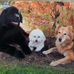 Michelle Pfeiffer Instagram - Every day is #NationalDogDay in our hearts. 🐾 RIP Bear, Fred and Lucy. ❤️