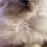 Michelle Pfeiffer Instagram - Spending the morning prepping Bella Blue for her big day tomorrow. #InternationalCatDay. 🐱 She doesn’t like when things are sprung on her.