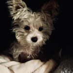 Michelle Pfeiffer Instagram - Which celebrity does your pet resemble today? Swipe to see Dot’s.