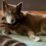 Mike O'Hearn Instagram - My wolf ❤️ #husky #huskypuppy #huskylove #huskygram #huskylife #huskyphotography #huskypics #huskynation #huskymix #huskylovers #huskyofinstagram #huskylover #huskydog #huskyworld #huskypuppies #huskypup #huskysofinstagram #huskylovingclub #huskymom #huskysiberiano #huskyoftheday #huskys #huskyreq #huskyproblems #huskypic #huskyfamily #huskypage #huskycute #huskyheaven #huskypride Titan Crew