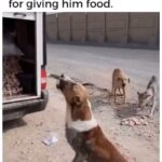 Mike O'Hearn Instagram - I still have some hope for humanity when I see acts of a small few. Much love and respect to you out there with a good heart ❤️ Even tho the world is a cold place , don’t let it turn your heart cold. Keep pushing my Titans ❤️⚔️🐺 See everyone at the @arnoldsports @prosgymcolumbus @schwarzenegger Los Angeles, California