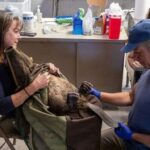 Mike Rowe Instagram - As season finales go, tonight’s episode of Dirty Jobs is a good one. We start in Logan, Utah, where the local beaver population is running amuck. Rather than kill them, which was the preferred method of beaver control for many decades, I meet Nate Norman and a group of ecologists determined to relocate them - a laborious process that involves trapping them and transporting them into the mountains where we build a dam for them, and then release them into the wild, far from the farmland and golf courses they seem bent on destroying. Along the way, we weigh them, tag them, and identify their sex, (not their gender.) This is more complicated than you might think, since the beaver's sex organs are inside the body. They have only one opening, a cloaca, which they use for reproduction, scent-marking, defecation and urination. It’s a very busy hole, in other words, and even though the male's penis has a cartilaginous baculum (a bone), it’s impossible to find. The only way to determine male from female is to squeeze the fluid out of their castor gland – also located in the cloaca – onto a paper towel, and sniff it. The girl stuff smells different than the boy stuff, as you'll learn tonight. One more thing off my bucket list... If that’s not enough to get your attention, I head from Utah to Hollywood, to meet the special effects artist who makes all the slime and fake cement for your favorite movies and TV shows. The number of movies and TV shows that require slime and fake cement is extraordinary, and over the years, Scott Heger has made most of it. Most famously, Scott made the slime in Ghostbusters that wound up all over Bill Murry when a poltergeist exploded in his face, way back in 1984. Tonight, nearly 40 years later, the same stuff winds up all over me, and all over the Dirty Jobs logo. Looks pretty good, in my opinion. Not as good perhaps, as the musky spunk from a beaver’s castor gland, but good enough for what could be the last episode of #DirtyJobs ever produced. Tonight at 8pm @Discovery. If you can’t watch, please DVR it and watch before Wednesday. Unless of course, you’re sick of me and sick of Dirty Jobs and tired of being told what to do. Carry on.