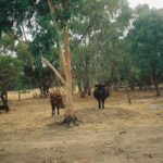 Mitchell Hope Instagram - NYE 2020 with @nat.blanco_ Skip to last pic for demon cows