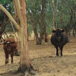 Mitchell Hope Instagram - NYE 2020 with @nat.blanco_ Skip to last pic for demon cows