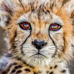 Mohsen Tanabande Instagram - وضعيت هيچ كداممان بهتر از تو نيست همگي به اسم پيروز به جان پيزور