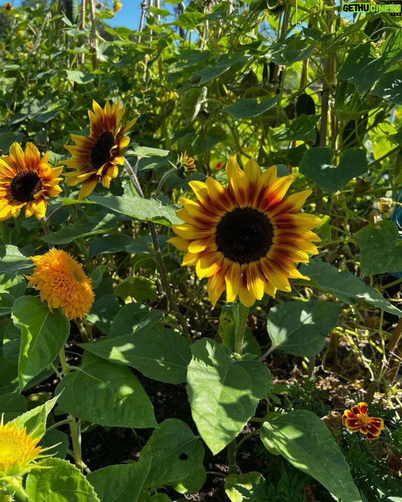 Morena Baccarin Instagram - Weekend vibes. 🌻