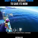 Morris Chestnut Instagram - That bond between mother and child is universal ♥️ 🔁 @upskills.ro : A baby killer whale was circling passing boats. Turns out it was begging for help Follow @upskills.ro for more content!🏆