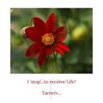 Mugdha Godse Instagram - Beautiful words by my beloved Master Tarneiv ji … To learn about transforming practices and His teachings Follow @belly_group 🙏🙏🙏 #tarneivji #bellymeditation #meditation #bellymaster #meditate #meditationpractice #meditationspace #meditatedaily #pause #pauseandreflect #life #lifequotes #lifeisgood #selfcare #selflove #quotes #happinessquotes #quotestoliveby #quoteoftheday #happiness #positivity #positivevibes #positivethinking #positivequotes #positiveenergy #love #Guru #teacher PC: @hemantjkhendilwal