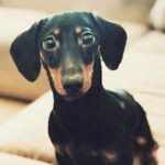 Nadia Toffa Instagram - Ciao ragazzi belli! Sono qui a riposare per la chemio di ieri con la mia Totò e penso...Sentite qua.....non stimo gli USA;ma hanno evasione fiscale zero. Sapete perché? Lì si può scaricare dalle tasse qualsiasi cosa(non solo spese mediche); ma per esempio: panetteria ; bar, fiori; parrucchiere bibite; cene e pranzi fuori, caramelle; scarpe, vestiti, taxi, biglietti per bus, metropolitana o cinema, libri,cartoleria. Risultato: tutti sono interessati ad avere lo scontrino e tutti i commercianti pagano le tasse. Figo no?! 🧐🤔perché non farlo anche da noi? Buona giornata e baci immensi 💋