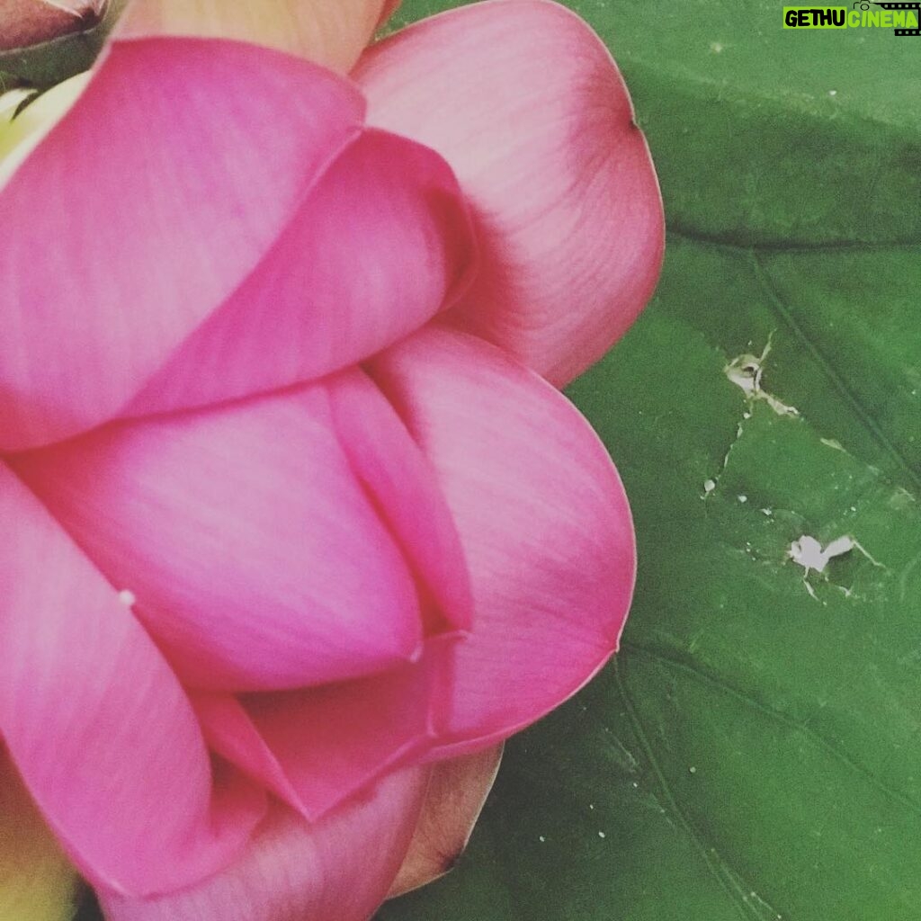 Nadia Toffa Instagram - Il loto è un fiore magico. Va aiutato ad aprirsi e cresce dal fango e lo stelo si allunga tantissimo per uscire dalla melma. Un fiore nobile che erge la testa orgoglioso. Una magia un incanto. #fiore sublime #rarità #unico #magico #daidiamantinonnasceniente #daletame #chemeraviglia #chebellasorpresa #grazie 🙏🏻