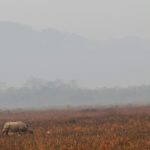 Narendra Modi Instagram – Splendid Kaziranga! #IncredibleIndia