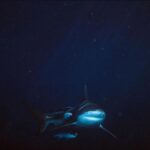 Nasty C Instagram - So apparently a lot of people think this scene from “Endless” was CGI & that I wasn’t really in the ocean WITH SHARKS! I can’t assure you it’s all 1000000% !! Go have a look on YouTube